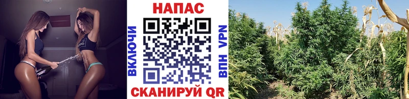 купить наркотики сайты  ссылка на мегу сайт  Каннабис ГИДРОПОН  Ипатово 